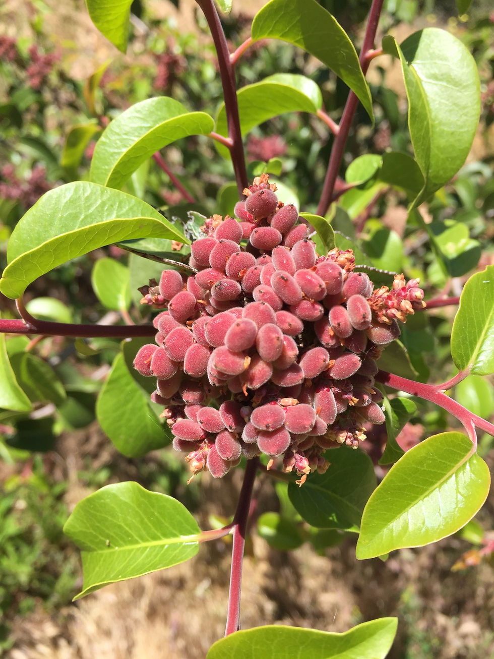 Rhus integrifolia lemonade berry