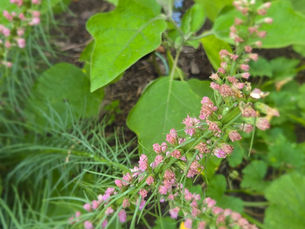 A fading blazing star in the garden, marking the quiet transition from summer to September.