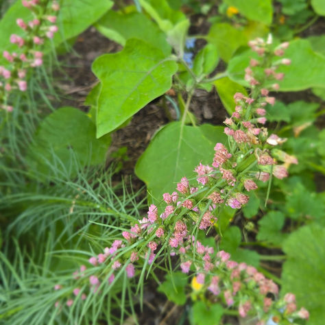A fading blazing star in the garden, marking the quiet transition from summer to September.