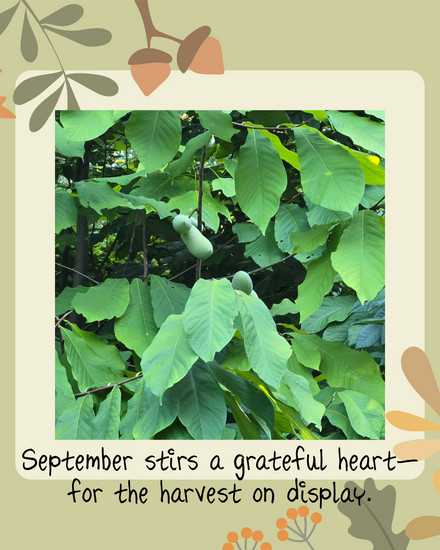 Pawpaw fruit hanging in the tree in the late‑summer garden, almost ready for harvest.