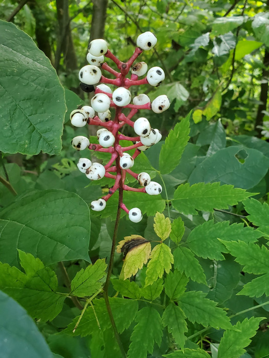 White baneberry plant with thick roots and poisonous white berries, growing in a forest