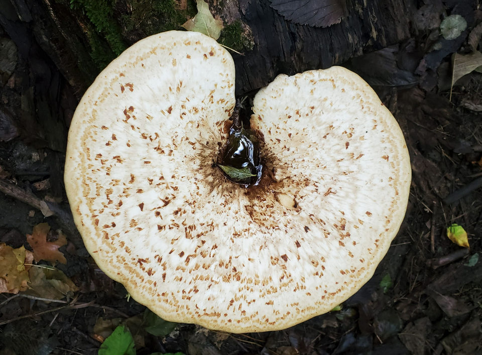 Dryad's Saddle mushroom growing on a decaying log in the forest.