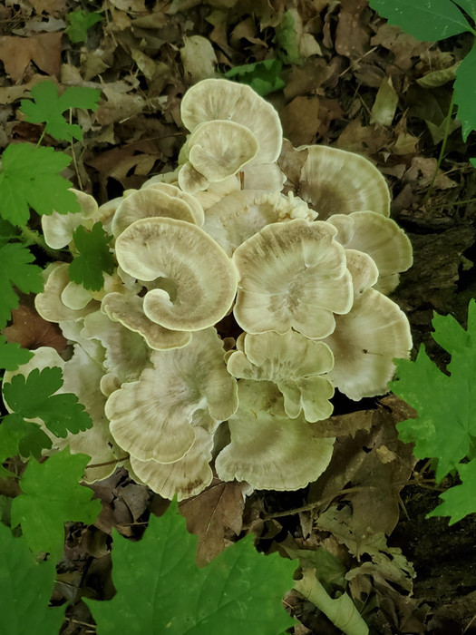 Hen of the Woods mushroom (Grifola frondosa) with intricate, ruffled layers resembling a beautiful bouquet, found in the woods in June. The mushroom has a soft, petal-like appearance, making it look almost like delicate white flowers against the forest floor.
