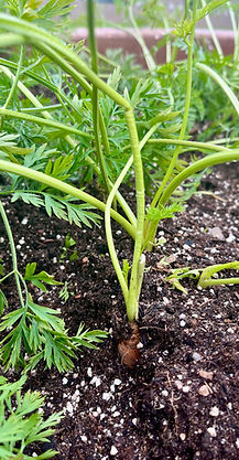 FullSizeRender 4.jpeg