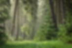 AdobeStock_223176093_edited.jpg