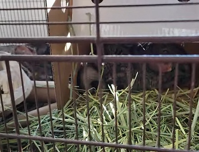 Screen Shot 2025-12-16 at 12.35.43 AM.png