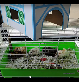 guinea-pigs-confined-tas-lincolnwood-animal-store-breed-caa.png