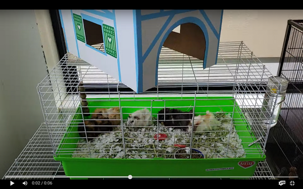 guinea-pigs-confined-tas-lincolnwood-animal-store-breed-caa.png