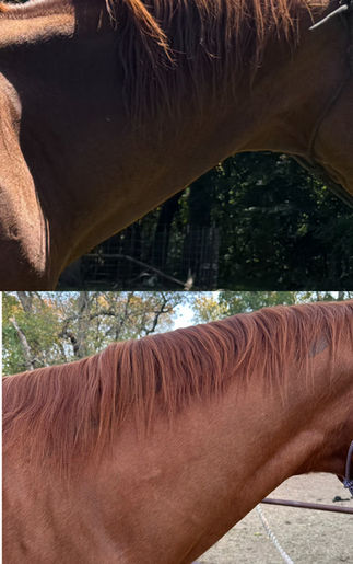 horse mane neck bodywork