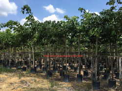 BU SENG CHONG NURSERY SDN BHD