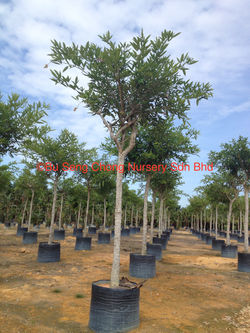 BU SENG CHONG NURSERY SDN BHD