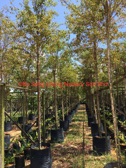 BU SENG CHONG NURSERY SDN BHD