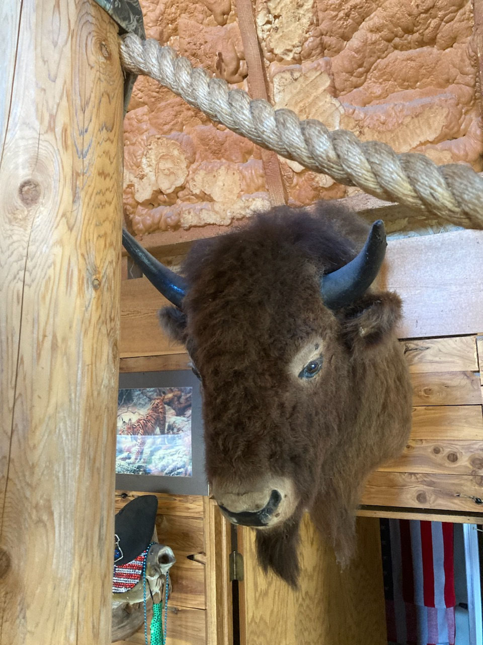 Buffalo