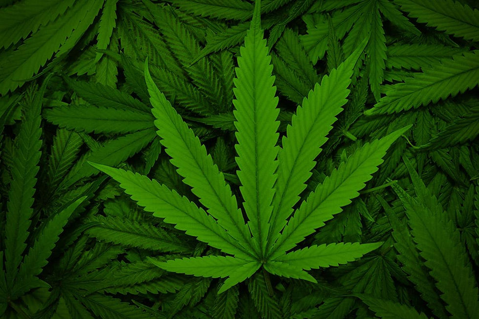 cannabis.jpg