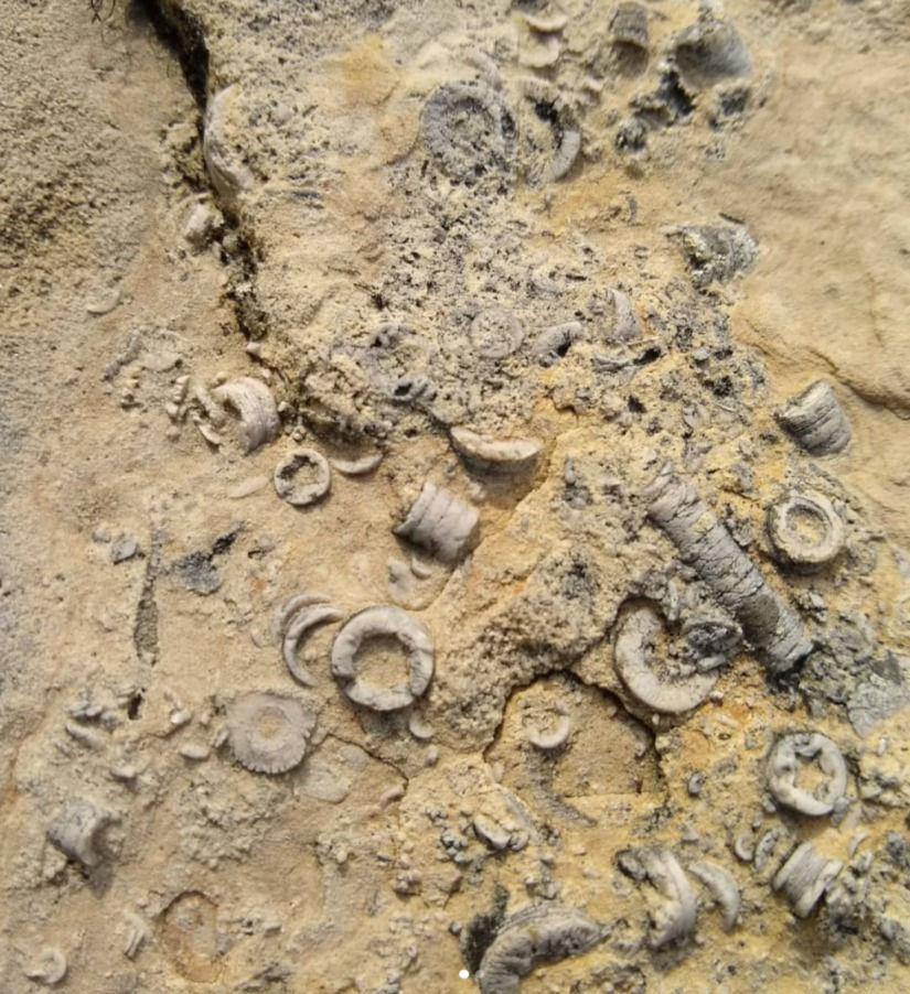 Crinoids