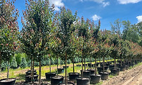 tree row pots_edited.jpg
