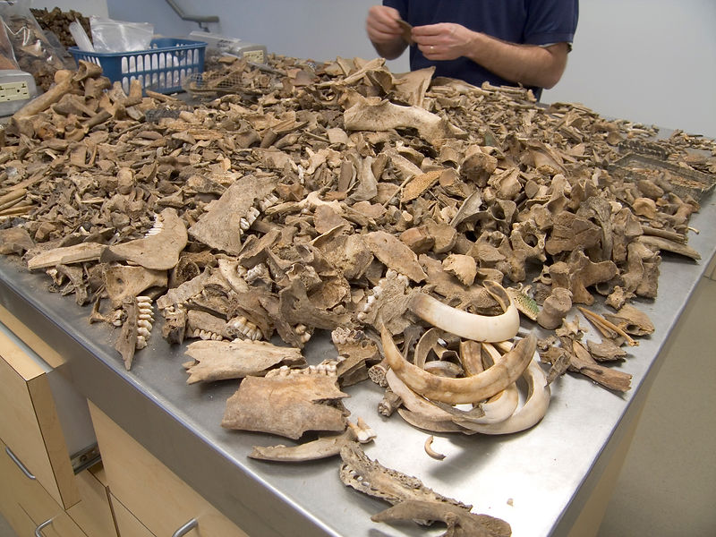 Faunal Remains