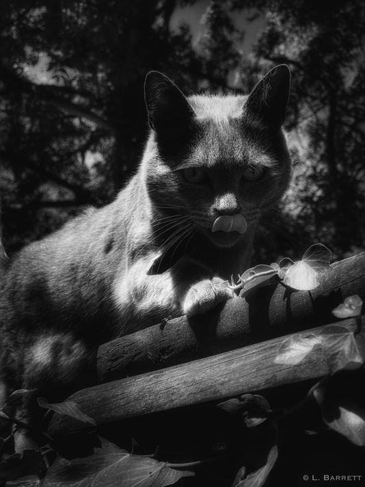 eZy Watermark_20-06-2022_05-28-27pm.JPG