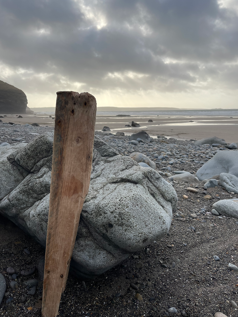 A piece of driftwood on Druidston beach in Pembrokeshire.