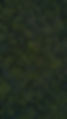 forest copy_edited.jpg