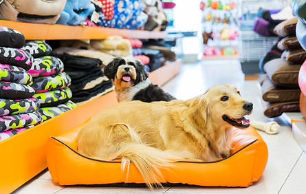 Perro en su cama