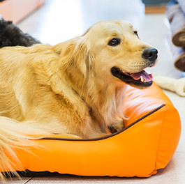 Dog in His Bed