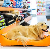 Hond in Zijn Bed