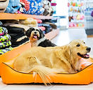 Cão em sua cama