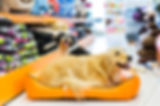 Dog in His Bed