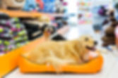 Dog in His Bed boarding in Pinehurst NC