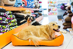 Dog in His Bed