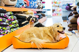 Dog in His Bed