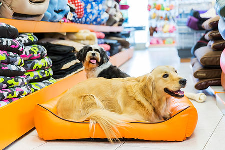 Dog in His Bed