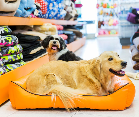 Dog in His Bed