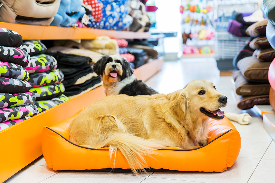 Dog in His Bed