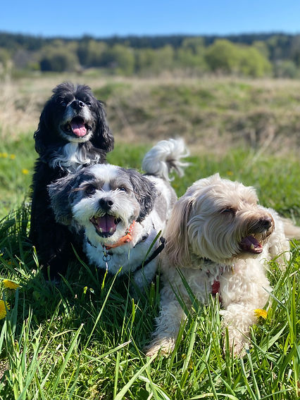 Three small dogs sitting closely & panting together in tall grass during a sunny, summer walk on the Samammish River Trail.