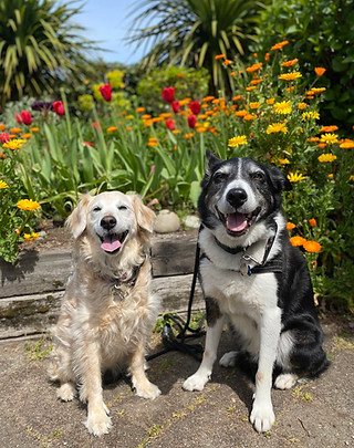 Desert Doggie - Jake, Gucci