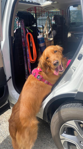 Desert Doggie Behavior Guidelines: How to Decide if Adventure Camp is Right For Your Dog