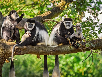 Colobus-Monkey-Tracking-In-Nyungwe-Forest-National-Park.jpg