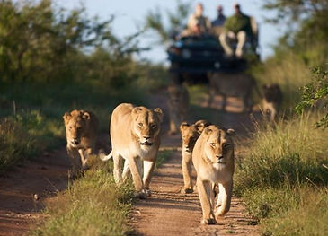 game drive in the Kasenyi plains,.jpg