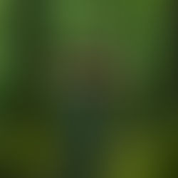 Artemis in the forest