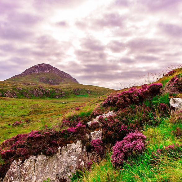 heather in ireland.png