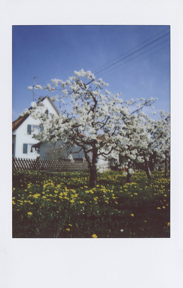 Fruehling-11.jpg