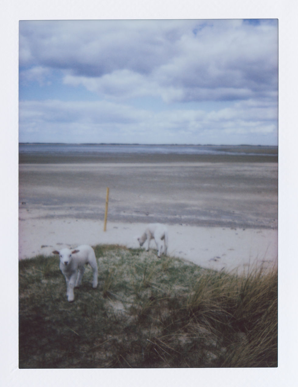 2025_Sylt_List_am_Deich (1).jpg