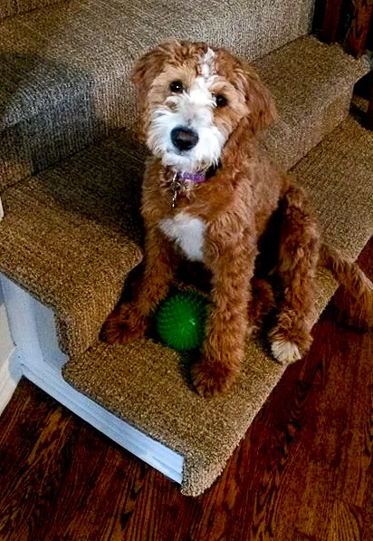 Red goldendoodle with white markings clearance
