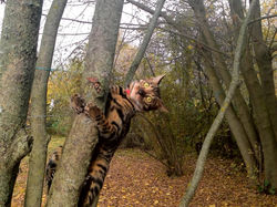 Хочу быть коалой