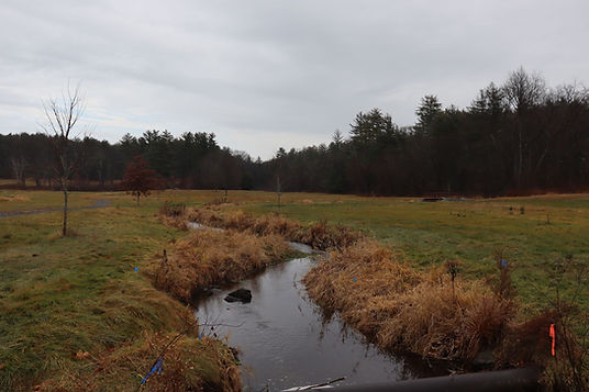 Beaver Brook. Photo Courtesy of Lily Serry