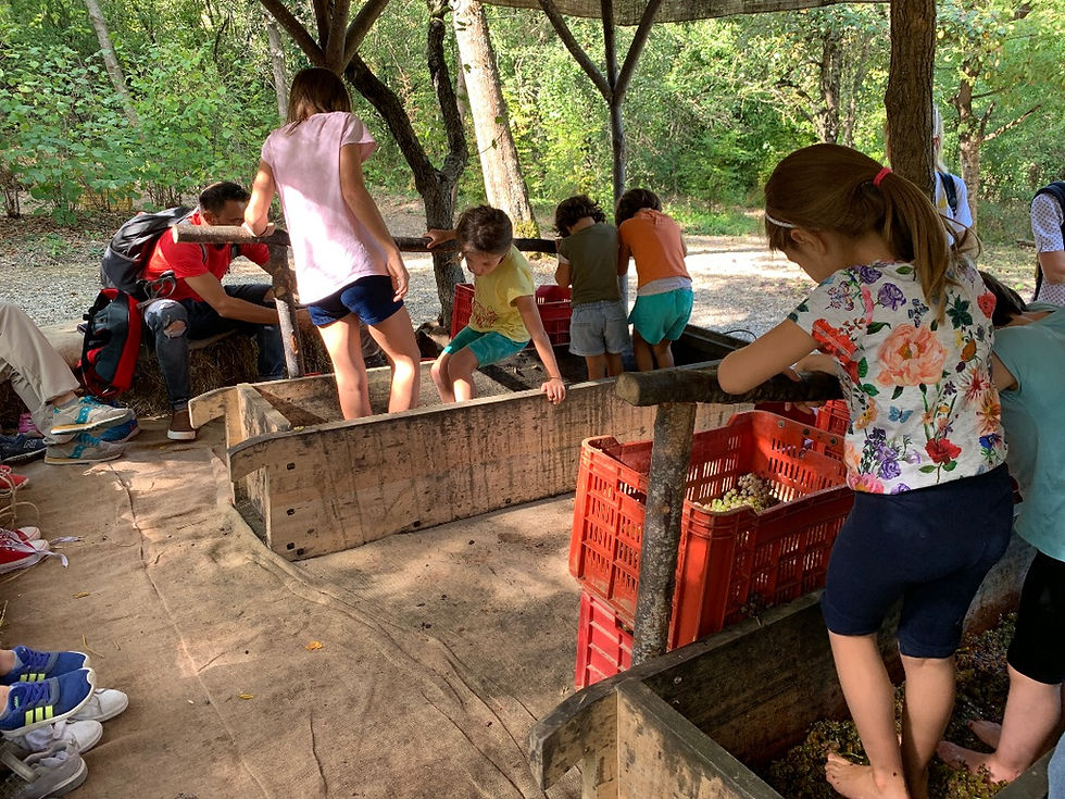 Bambini che pigiano l’uva nei tini al Castello di Gropparello