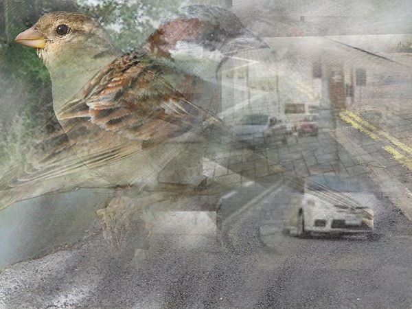 Sparrows M cole.jpeg