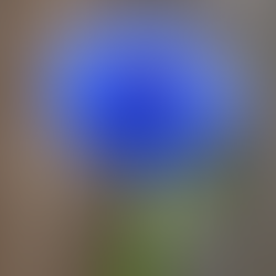 Blue cornflower